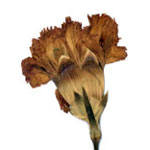 Carnation Pedro Rodriguez